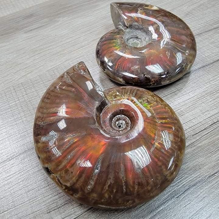 斑彩螺